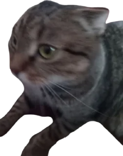 Sticker from Cats