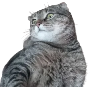 Sticker from Cats