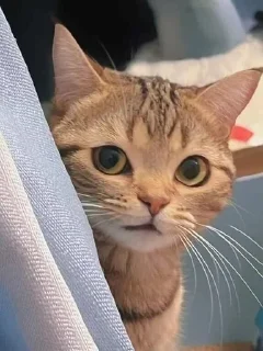 Sticker from cutemeoowww