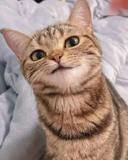 Sticker from cutemeoowww