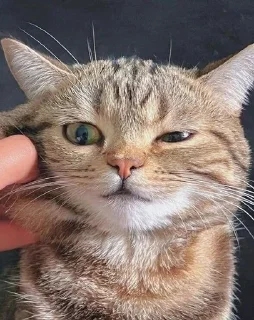 Sticker from cutemeoowww