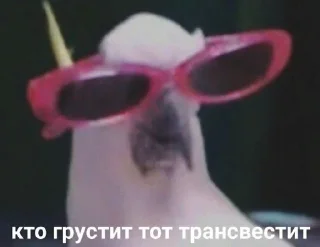 Sticker from Попугай в здании