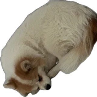 Sticker from Мои собаки