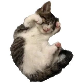 Sticker from котики от @flewugly