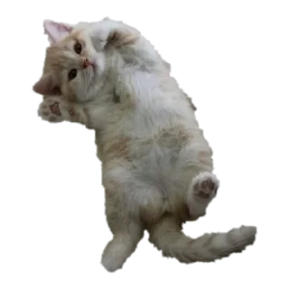 Sticker from котики от @flewugly