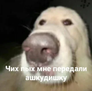Sticker from пидорас