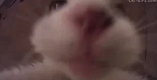 😸 emoji Кокието живатни Telegram sticker 2 of 21