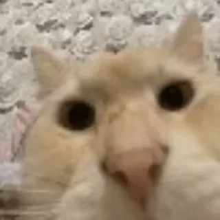 😡 emoji Кокието живатни Telegram sticker 7 of 21