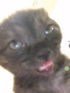 ☠ emoji Кокието живатни Telegram sticker 8 of 21
