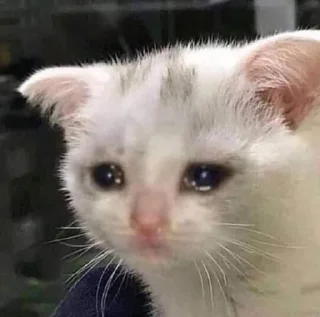 😢 emoji Грустные коты by @SL1Z Telegram sticker 12 of 48