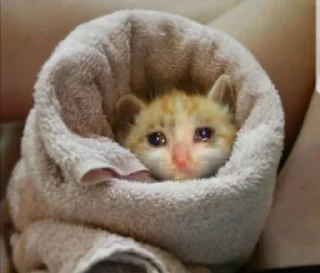 😢 emoji Грустные коты by @SL1Z Telegram sticker 10 of 48