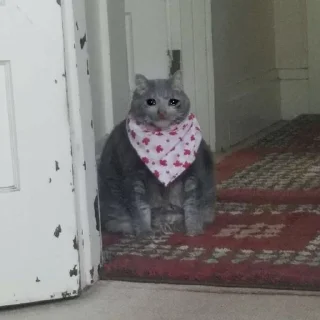 😭 emoji Грустные коты by @SL1Z Telegram sticker 20 of 48