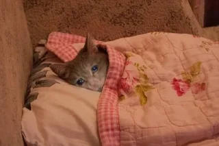 😭 emoji Грустные коты by @SL1Z Telegram sticker 5 of 48