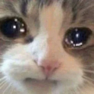 😭 emoji Грустные коты by @SL1Z Telegram sticker 18 of 48