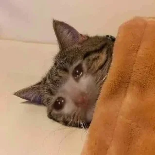 😭 emoji Грустные коты by @SL1Z Telegram sticker 15 of 48