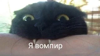 Sticker from Коты