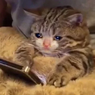 😭 emoji Грустные коты by @SL1Z Telegram sticker 13 of 48