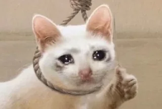 😭 emoji Грустные коты by @SL1Z Telegram sticker 19 of 48