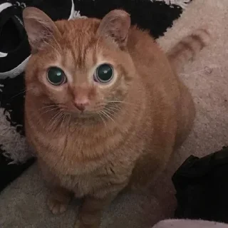 Sticker from ебейшие коты