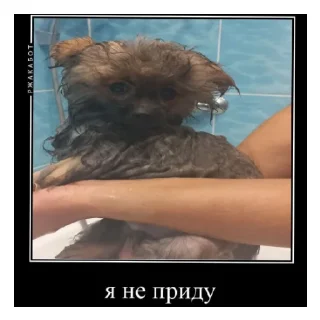 Sticker from 5А идиоты