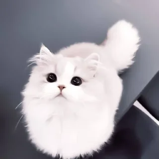 Sticker from catss