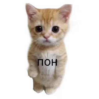 🐱 emoji Больше стиков тут: @stikery4 Telegram sticker 15 of 16