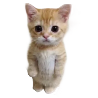🐱 emoji Больше стиков тут: @stikery4 Telegram sticker 1 of 16