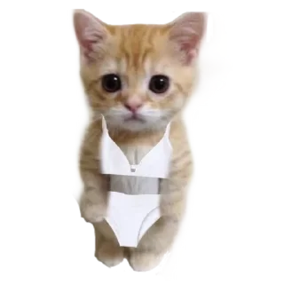 🐱 emoji Больше стиков тут: @stikery4 Telegram sticker 13 of 16