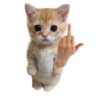 🐱 emoji Больше стиков тут: @stikery4 Telegram sticker 7 of 16