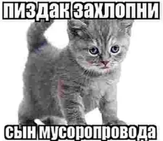 Sticker from котики