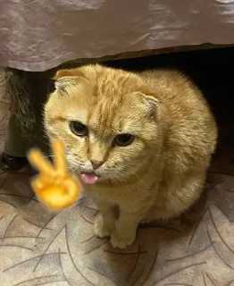 ✌️ emoji Котики лапули какули Telegram sticker 13 of 15