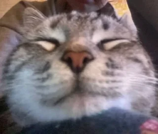 ☺️ emoji Котики лапули какули Telegram sticker 1 of 15