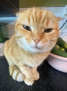 😑 emoji Котики лапули какули Telegram sticker 7 of 15