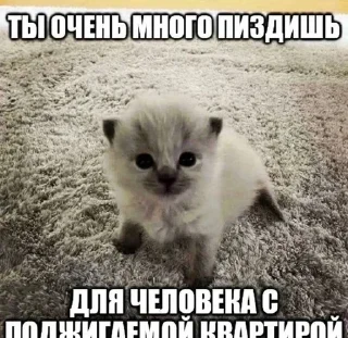 Sticker from котики