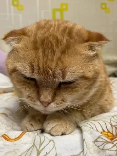 😊 emoji Котики лапули какули Telegram sticker 12 of 15