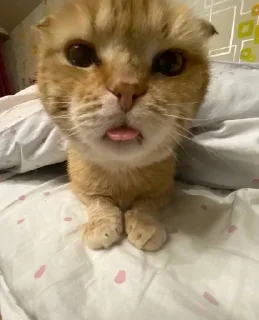😝 emoji Котики лапули какули Telegram sticker 14 of 15