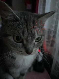 😡 emoji Котики лапули какули Telegram sticker 6 of 15