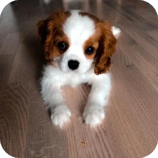 🫥 emoji собакены Telegram sticker 10 of 27