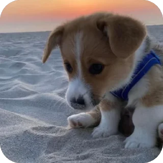 🫥 emoji собакены Telegram sticker 4 of 27