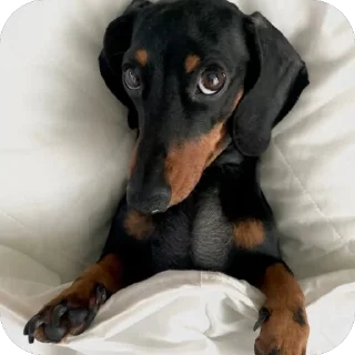 🫥 emoji собакены Telegram sticker 20 of 27