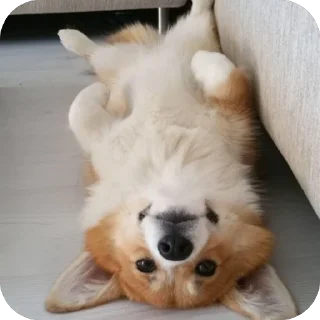 🫥 emoji собакены Telegram sticker 9 of 27