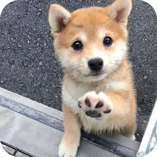 🫥 emoji собакены Telegram sticker 14 of 27