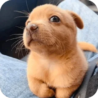 🫥 emoji собакены Telegram sticker 24 of 27