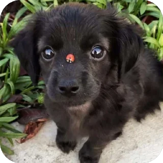🫥 emoji собакены Telegram sticker 23 of 27