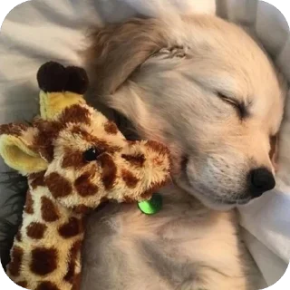 🫥 emoji собакены Telegram sticker 12 of 27