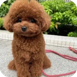 🫥 emoji собакены Telegram sticker 13 of 27