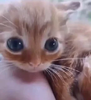 😳 emoji обезьянки и кошаки. риночка Telegram sticker 6 of 45