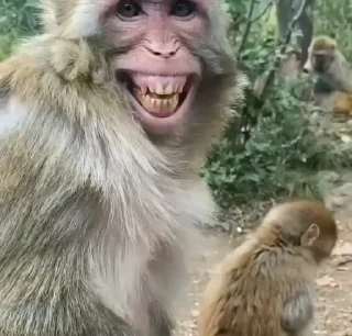 😁 emoji обезьянки и кошаки. риночка Telegram sticker 13 of 45