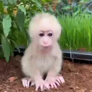 😭 emoji обезьянки и кошаки. риночка Telegram sticker 17 of 45