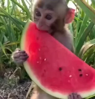 🍉 emoji обезьянки и кошаки. риночка Telegram sticker 11 of 45